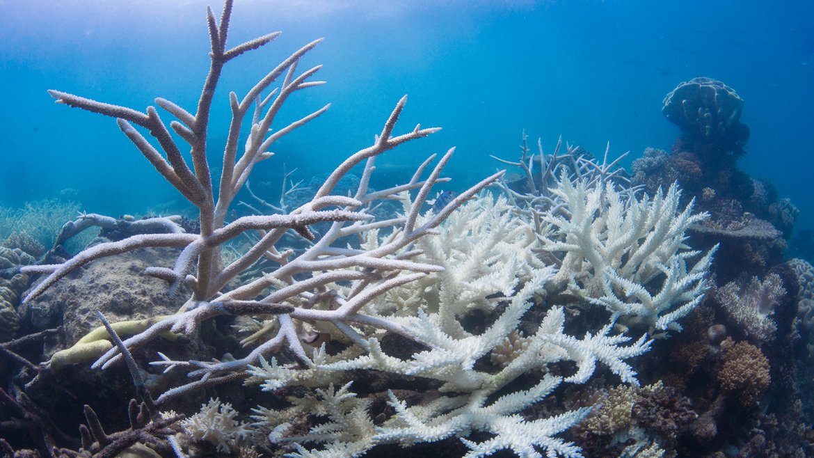 Bleached white corals caused by a heated ocean.