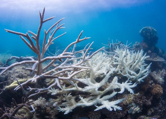 Bleached white corals caused by a heated ocean.