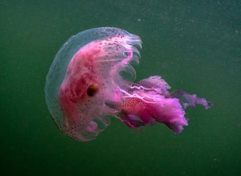 A vibrant pink mauve stinger jellyfish with long, trailing tentacles swims in dark green water.