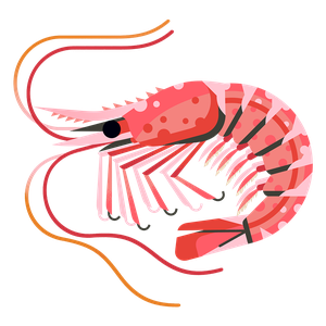 Northern prawn