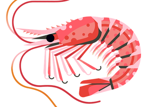 Prawn Northern M 960.png