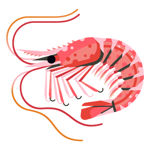 Prawn Northern M 960.png
