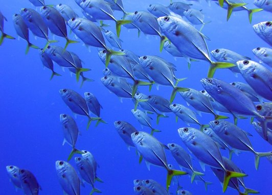 Shoal of horse-eye jack