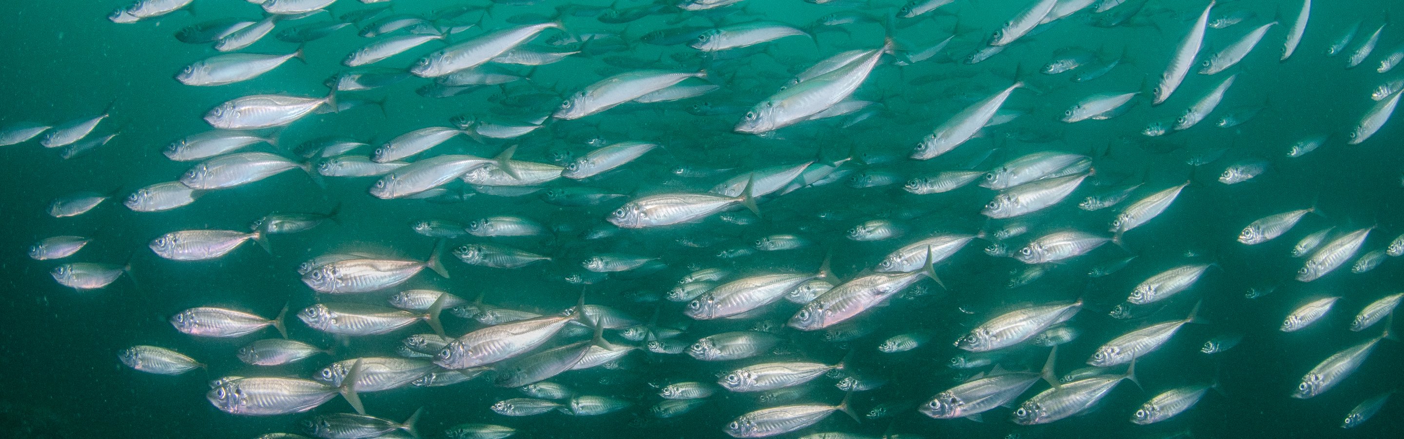 Atlantic mackerel | Marine Conservation Society