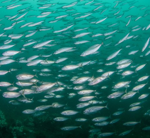 Atlantic mackerel
