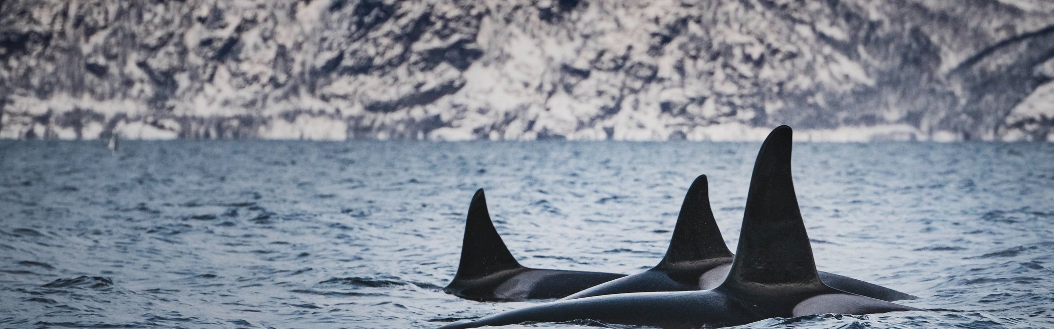 Orca