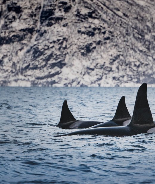 Orca