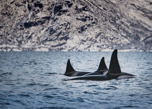 Three orcas can be seen swimming with just their backs and tall dorsal fins above the water. In the background is an icy, dark rocky cliff face.