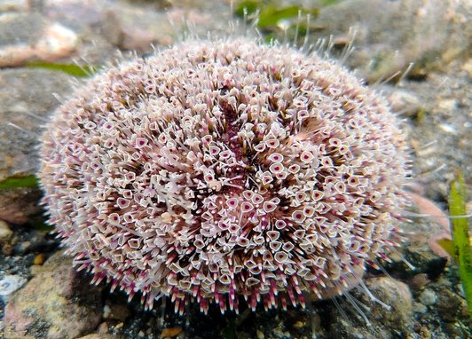 A flower urchin. It looks like a bouquet of pink floers in the shape of a dome.