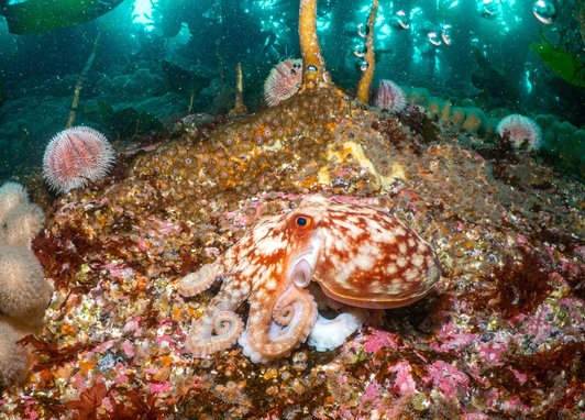 A curled octopus resting on the seabed around Orkney Islands, Scotland