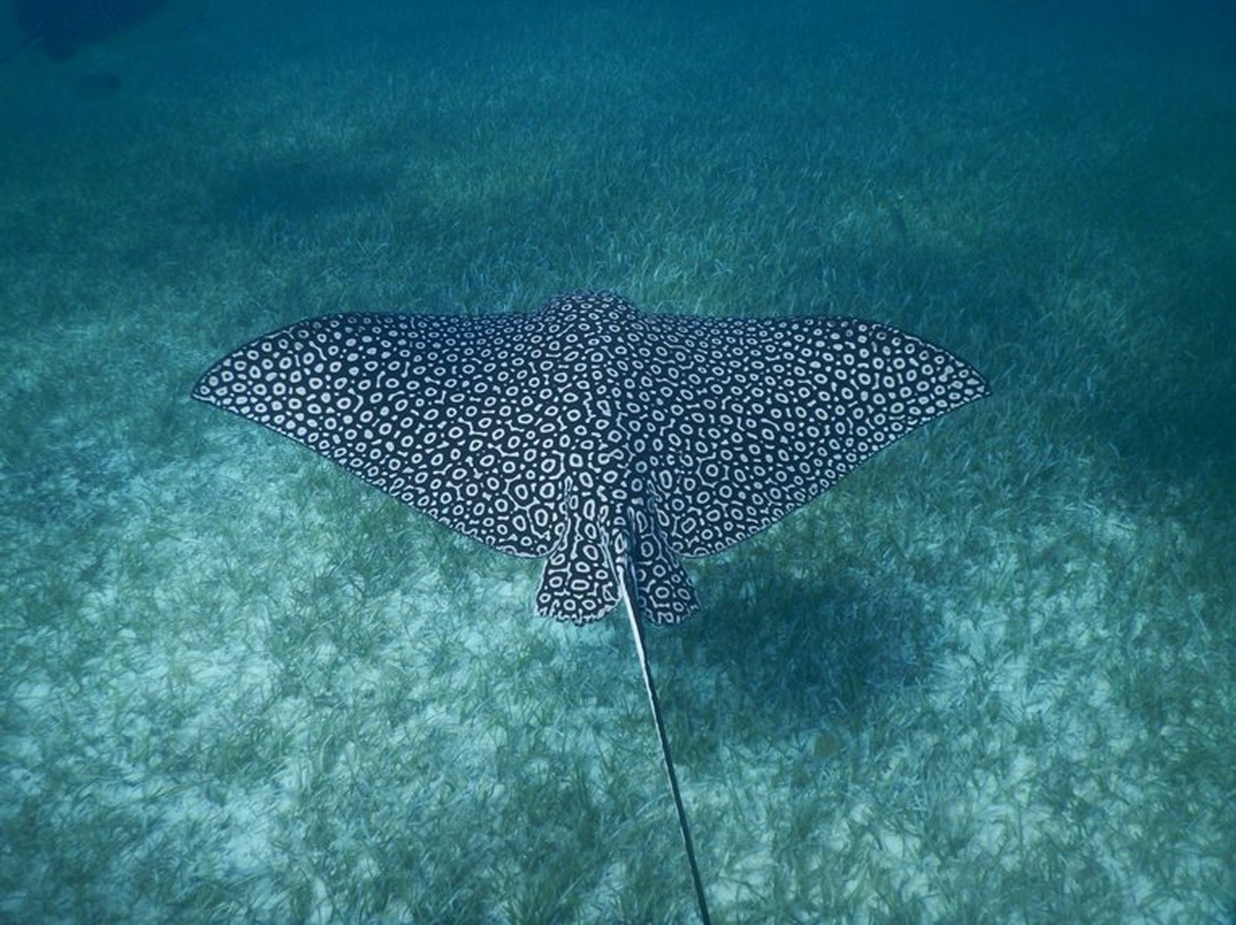 What does marine biodiversity mean? | Marine Conservation Society
