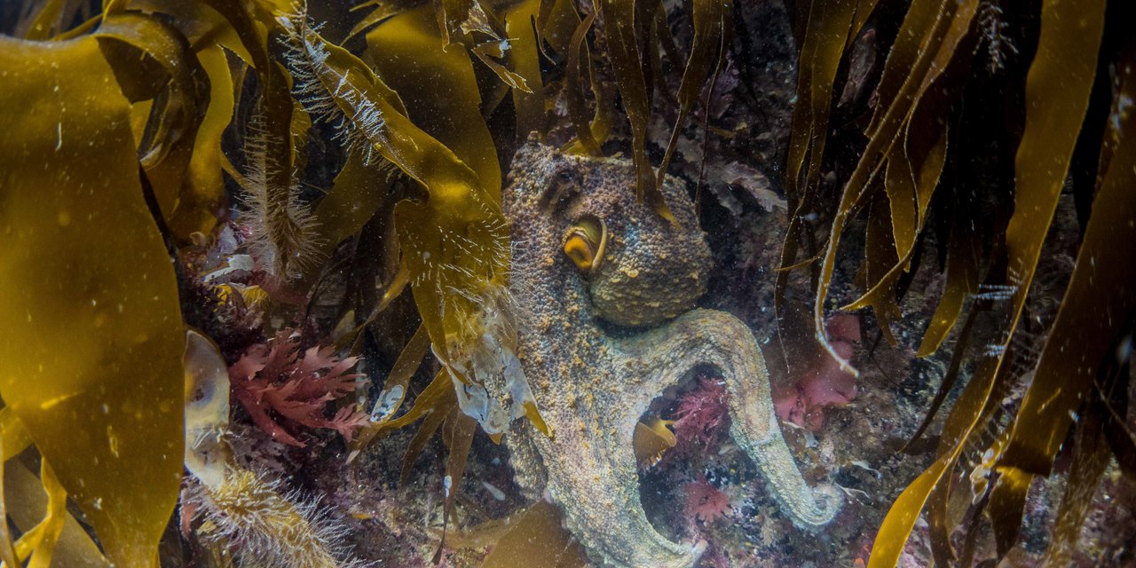 Common octopus | Marine Conservation Society