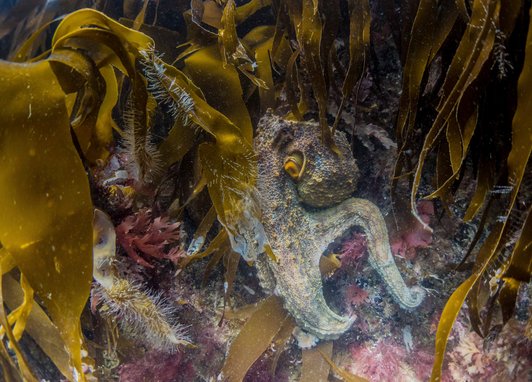 Common octopus underwater partially hidden amongst kelp. In this case its skin is a mottled grey/cream.