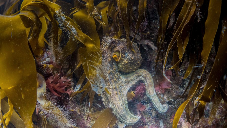 Common octopus