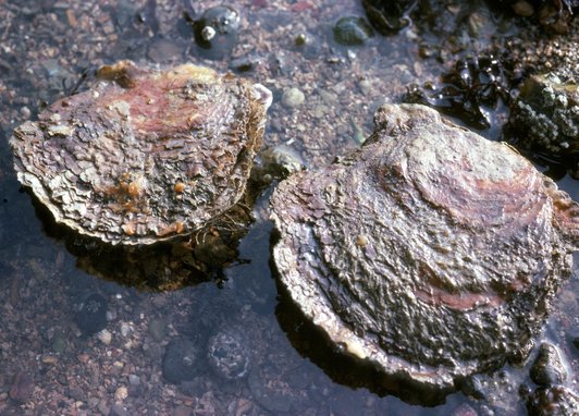 Two native oysters sit in shallow water on a rock. They are around the size of an adult's palm and, apart from the lip of the shell (they are bivalves), they do look very similar to grey rocks!