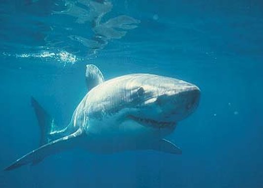 A great white shark swimming toward the camera. It is surrounded by a blue expanse, however the surface of the ocean can be seen. The sun rays are shining off the top of the shark.