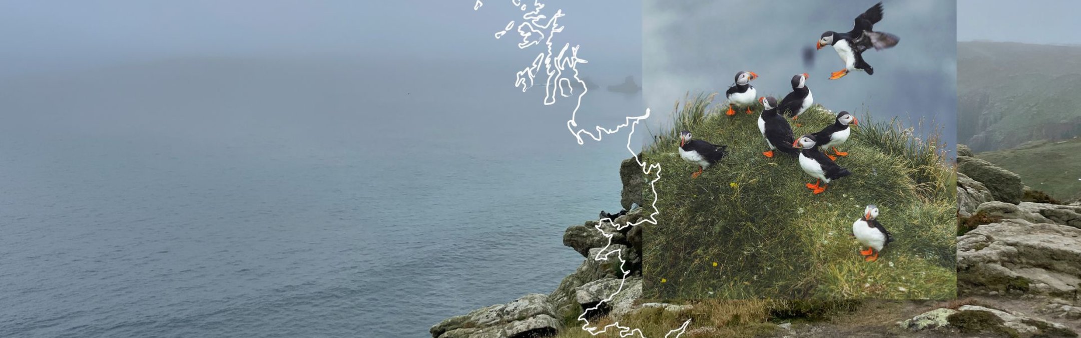 The rugged coastline is pictured with grey water reflecting the light grey sky. Overlaid on the image is a a group of puffins on a clifftop, flying close to the cliff edge.