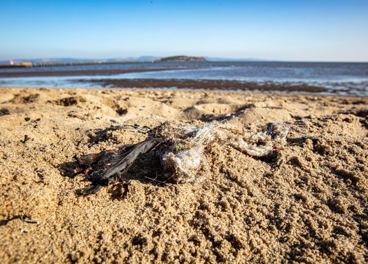 A clump of litter, including a disintegrating wet wipe, is found on a sandy beach in Crammond, Scotland.