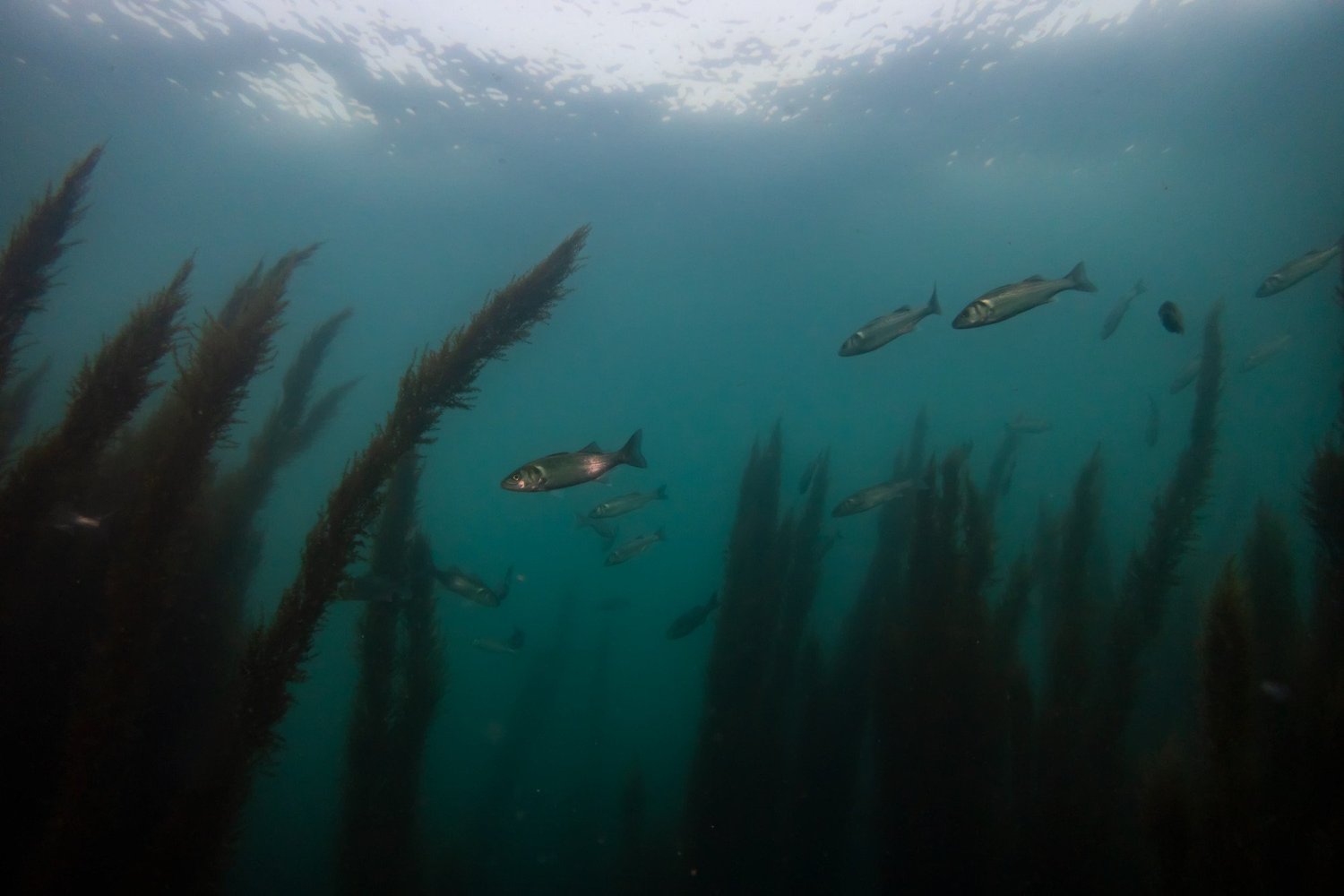 Latest Good Fish Guide ratings: Some UK favourites in further decline ...