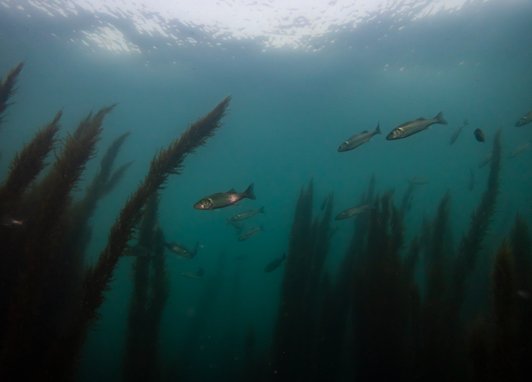 A shoal of seabass swimming through seagrass