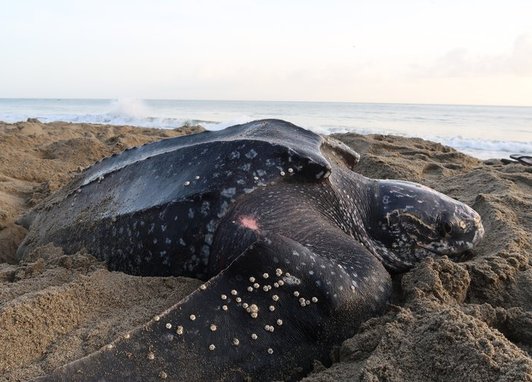 This is a Leatherback sea turtle (Dermochelys coriacea), the largest turtle species in the world.