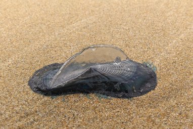 A close up of a by the wind sailor deflated on a beach