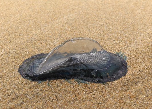 A close up of a by the wind sailor deflated on a beach