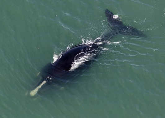 An aerial view of a North Atlantic right wahle. It is obscured by the murky water but iits tail and rostrum is clearly outlined