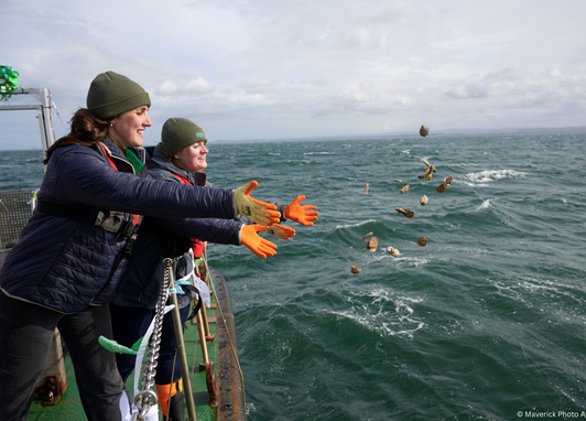 An action shot of two people wearing navy coats, grey beanies and orange gloves throwing European flat oysters into the ocean. They are standing on a boat to the left of the image. There are several oysters in midair to the right of the image.