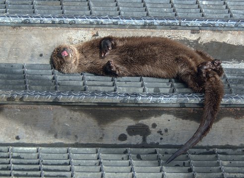 A brown Eurasian otter reclines on a metal grill step on its side, belly facing the camera, asleep in the sun. It's a cute and funny photo with its pink nose clearly seen and its front paws curled in against its chest. Its long, thick tail hangs over.