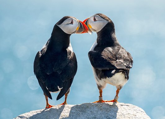 Two puffins stand on top of a rock with the sea in front of them. The puffins beaks are touching.