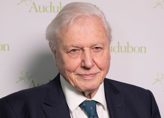 A close up of Sir David Attenborough, he is smiling against a plain background and wearing a suit at what looks like an awards event.