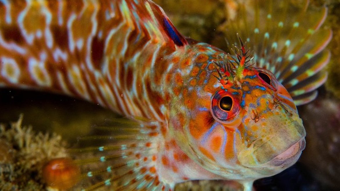 A close‑up underwater photo of a brightly colored fish with intricate orange, blue, and red patterns across its body and face. The fish has large, vivid eyes and delicate, translucent fins with spotted markings, set against a rocky, coral-like background.